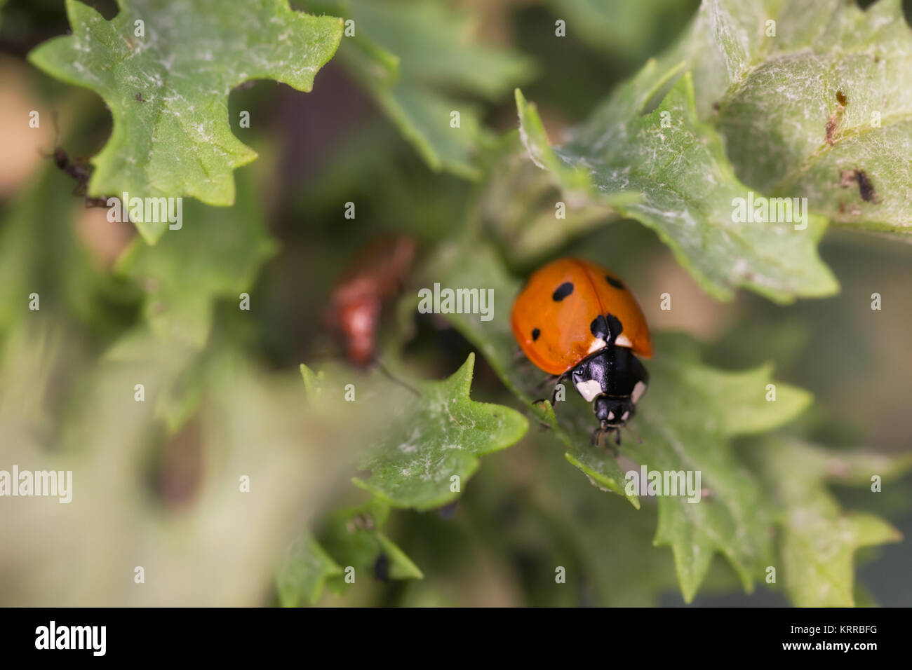 Ladybug in their natural environment Stock Photo Alamy