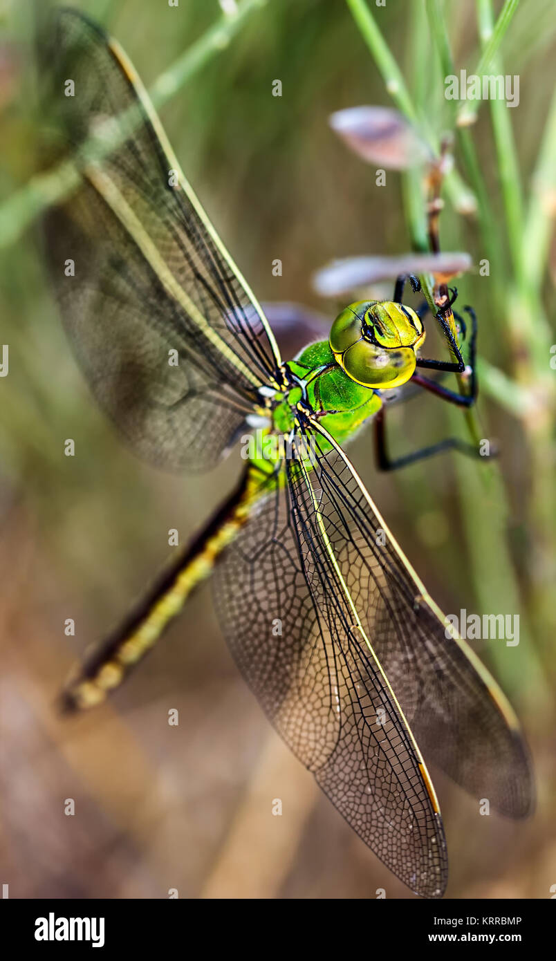 Green dragonfly photographed in their natural environment. Stock Photo