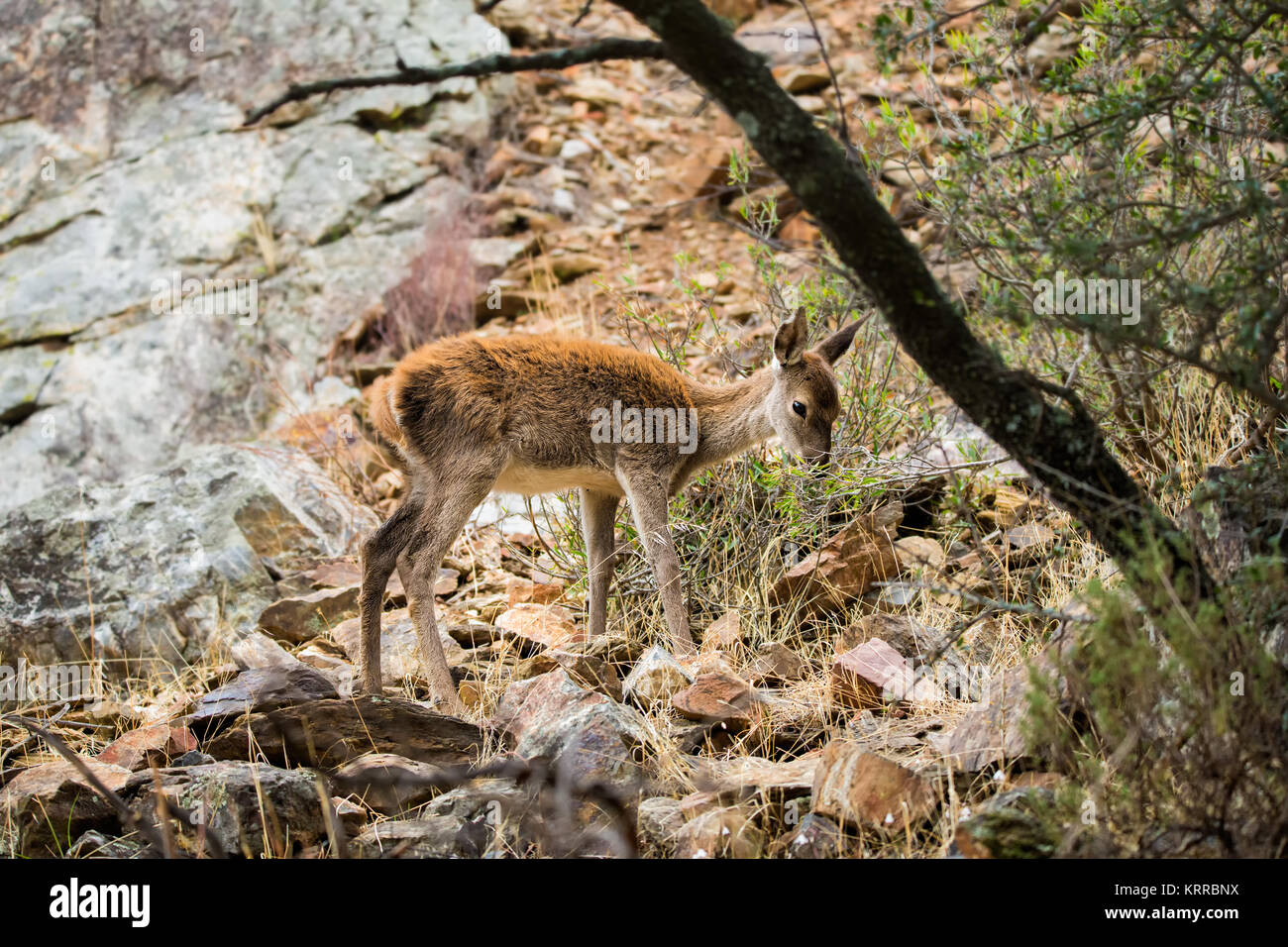 Fawn photographed at the National Park Monfragüe. Spain. Stock Photo