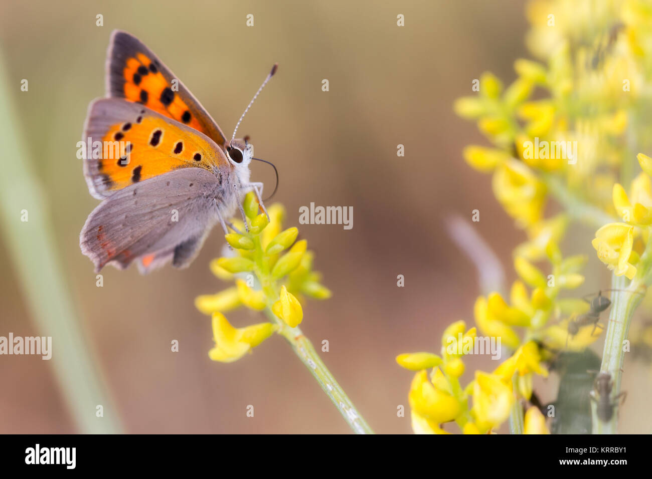 Lycaena phlaeas. Butterfly in their natural environment. Stock Photo