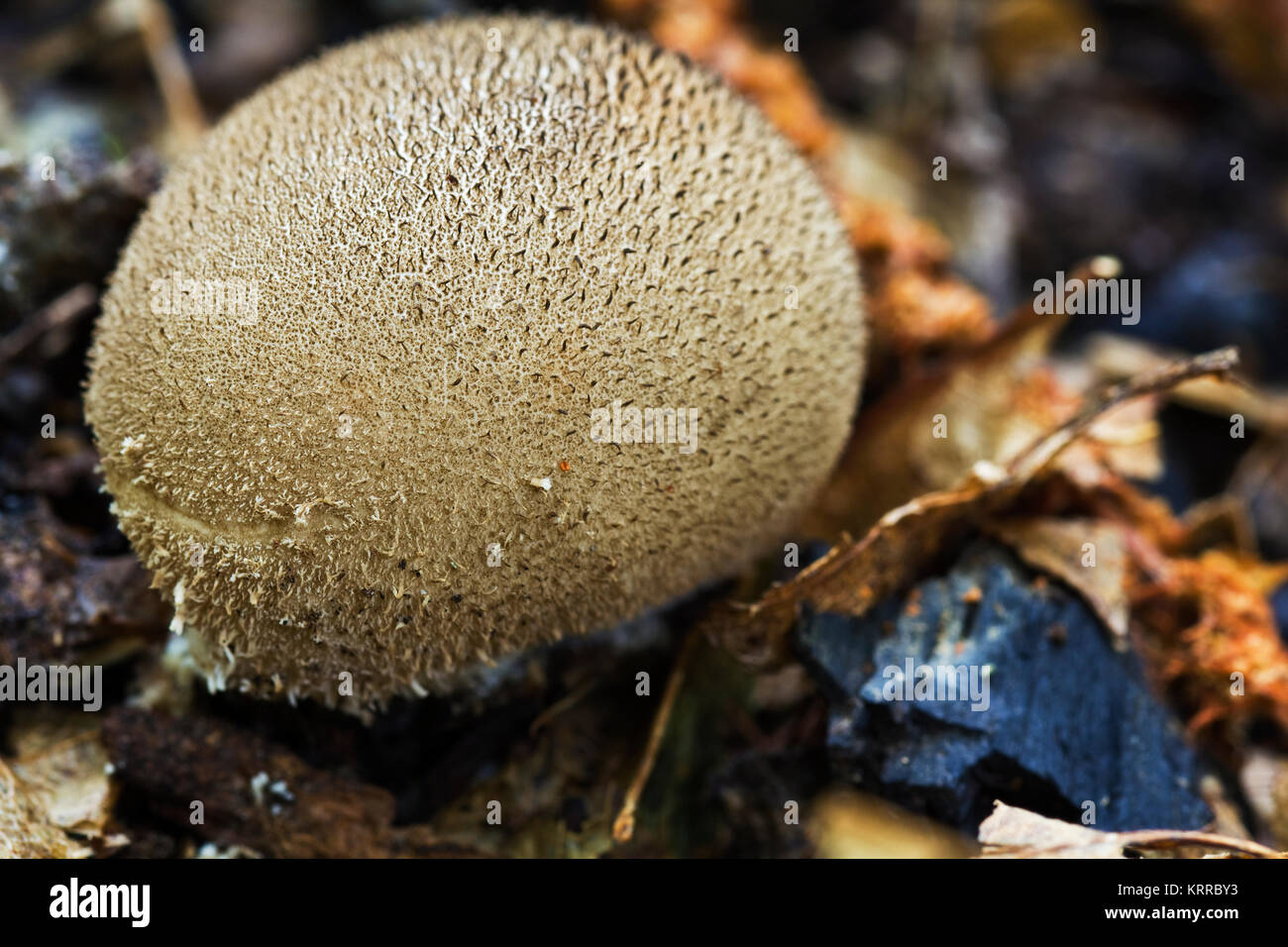 Type of mushroom in a coniferous forest Stock Photo