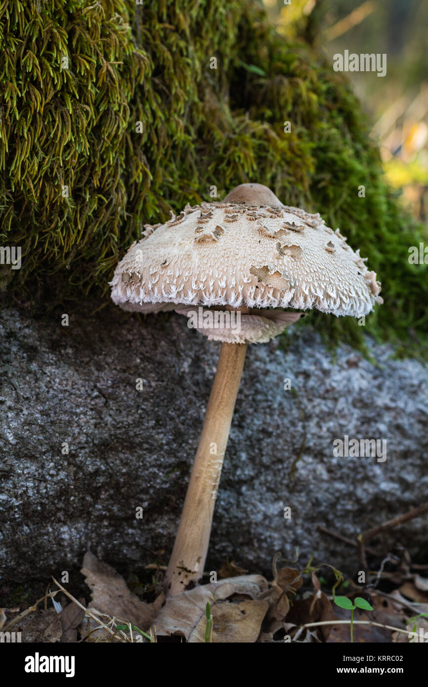 Macrolepiota procera. Mushroom photographed in its natural environment. Stock Photo