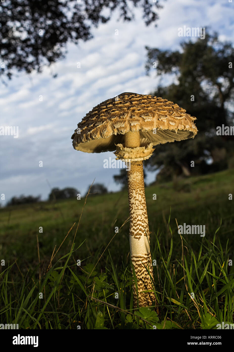 Big mushroom photographed in a pasture. Edible excellent, being a very popular mushroom. Stock Photo