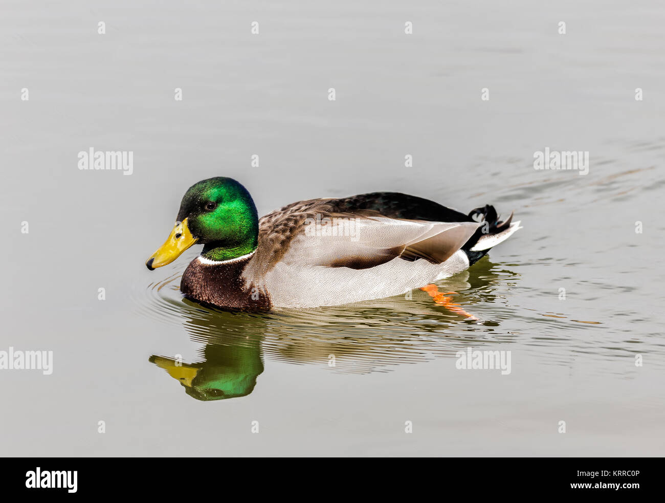 The mallard or wild duck (Anas platyrhynchos). Probably the best known of all ducks. Stock Photo