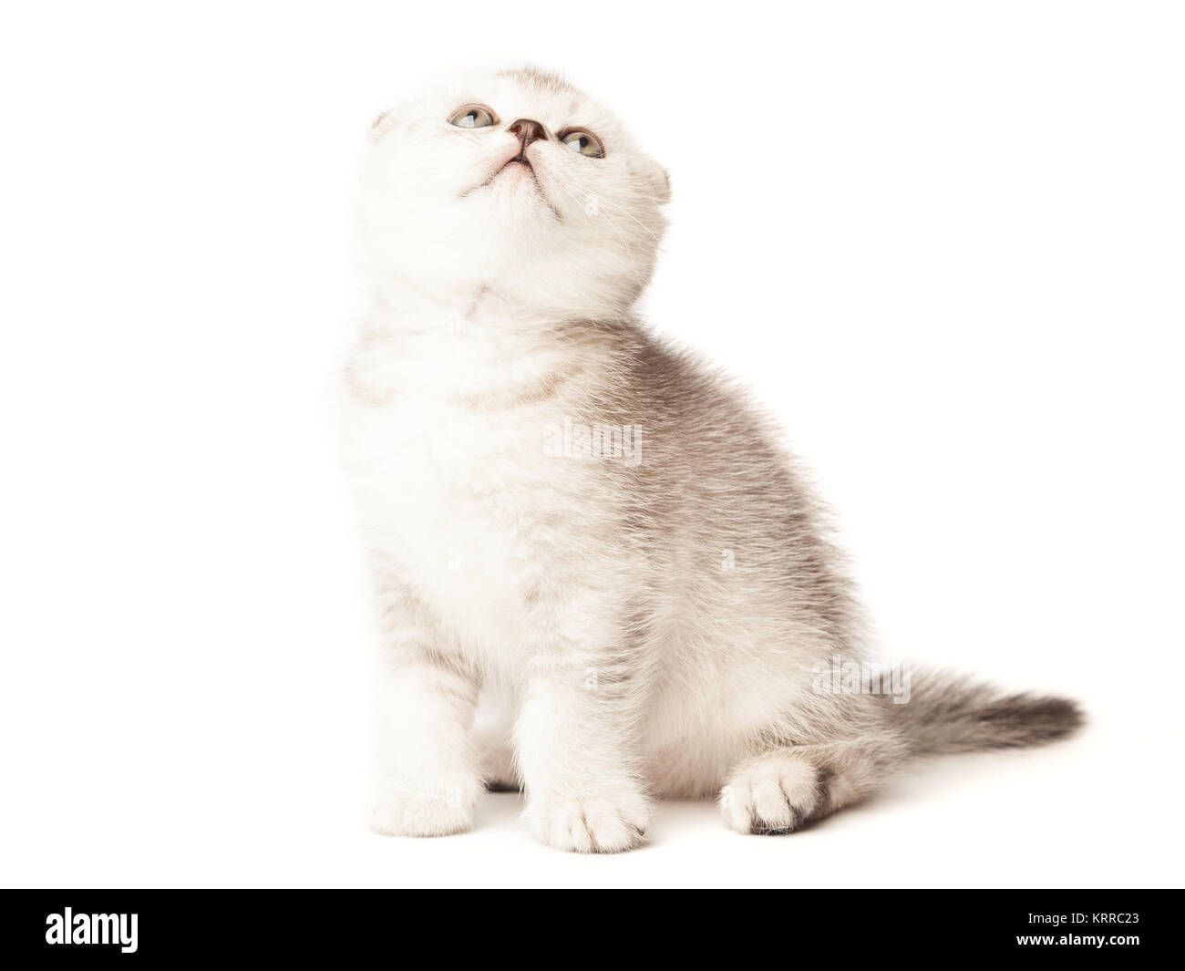 Scottish thoroughbred kitten with gray wool at white background Stock Photo