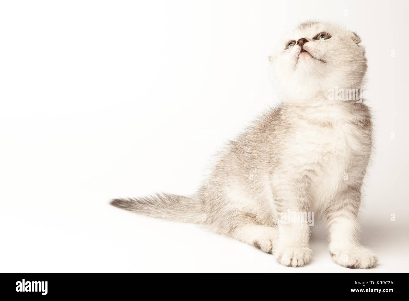 Little scottish fold kitten on white background Stock Photo