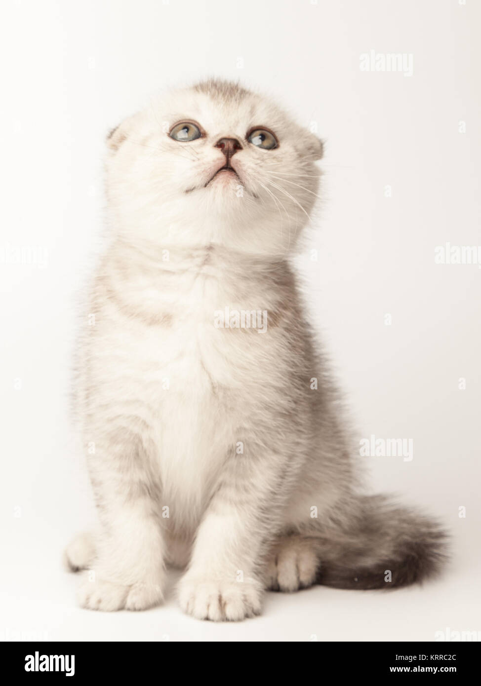 Little scottish fold kitten on white background Stock Photo