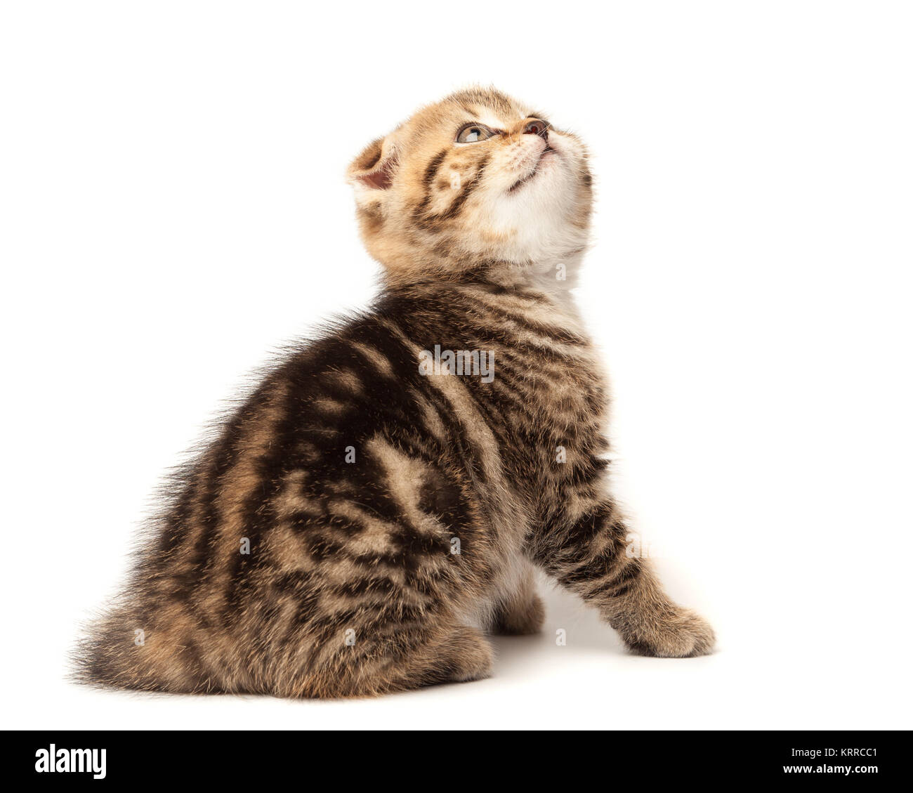 Portrait cat, scottish Fold on white background Stock Photo
