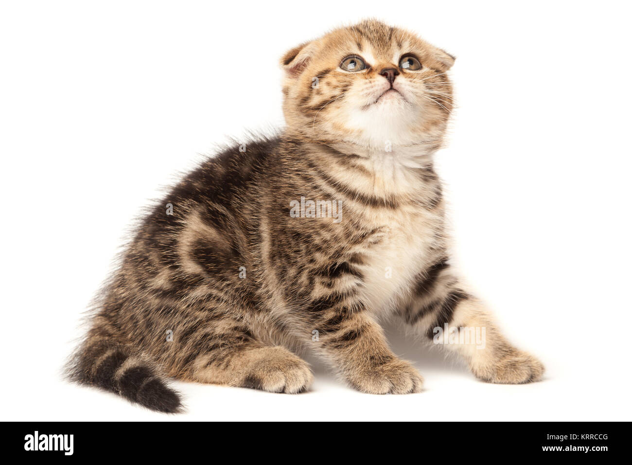 Portrait cat, scottish Fold on white background Stock Photo