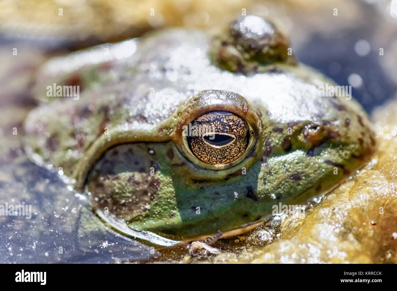 American Bullfrog Peeking Stock Photo