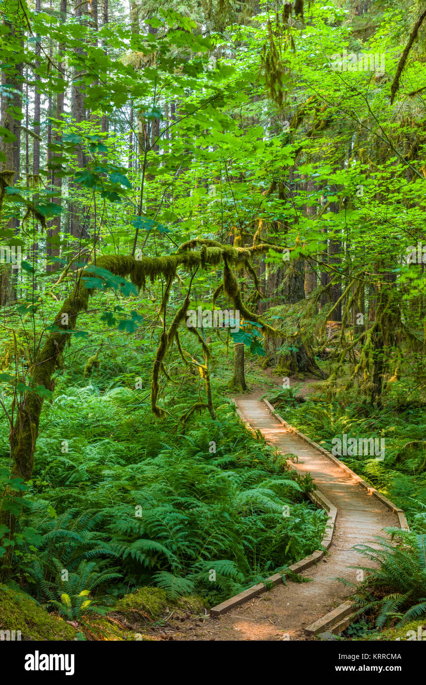 Walking path in Ancient Groves Nature Trail though old growth forest in the Sol Duc section of Olympic National Park in Washington, United States Stock Photo