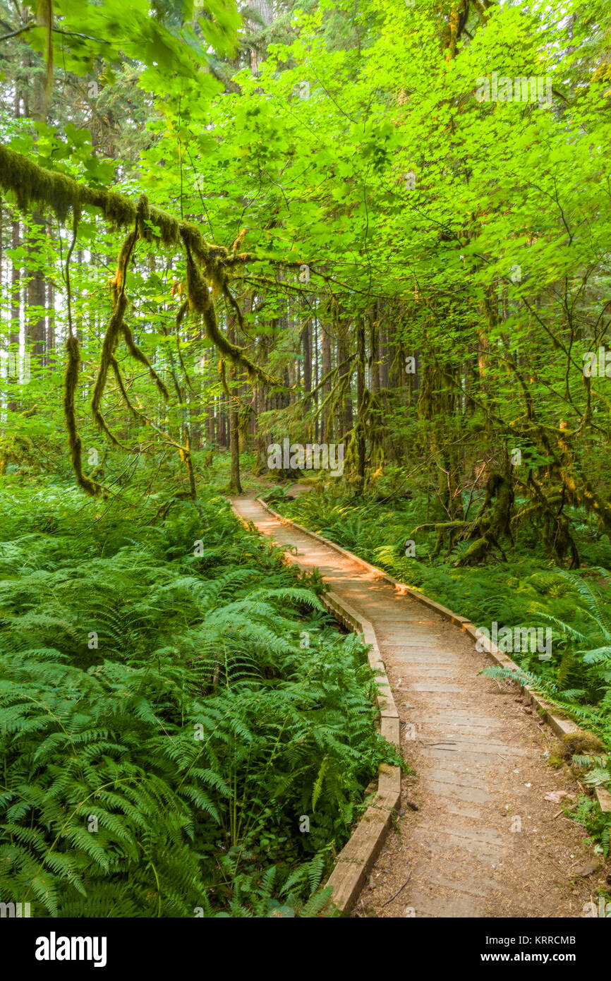 Walking path in Ancient Groves Nature Trail though old growth forest in the Sol Duc section of Olympic National Park in Washington, United States Stock Photo