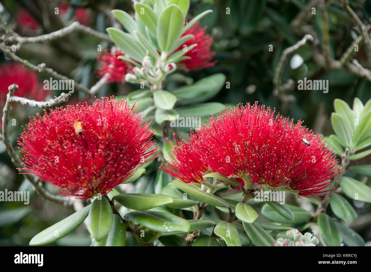 The pohutukawa (Metrosideros excelsa) with its crimson flower has become an established part of the New Zealand Christmas tradition, a  symbol for New Stock Photo