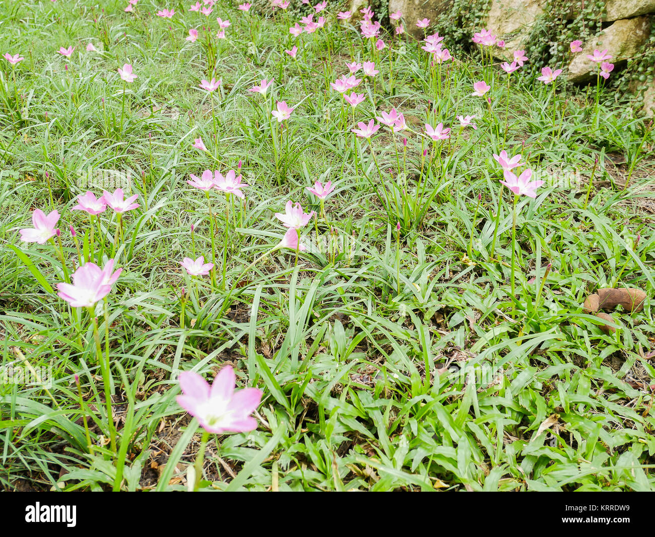 beautiful pink Zephyranthes minuta, rain lilly on the garden Stock Photo