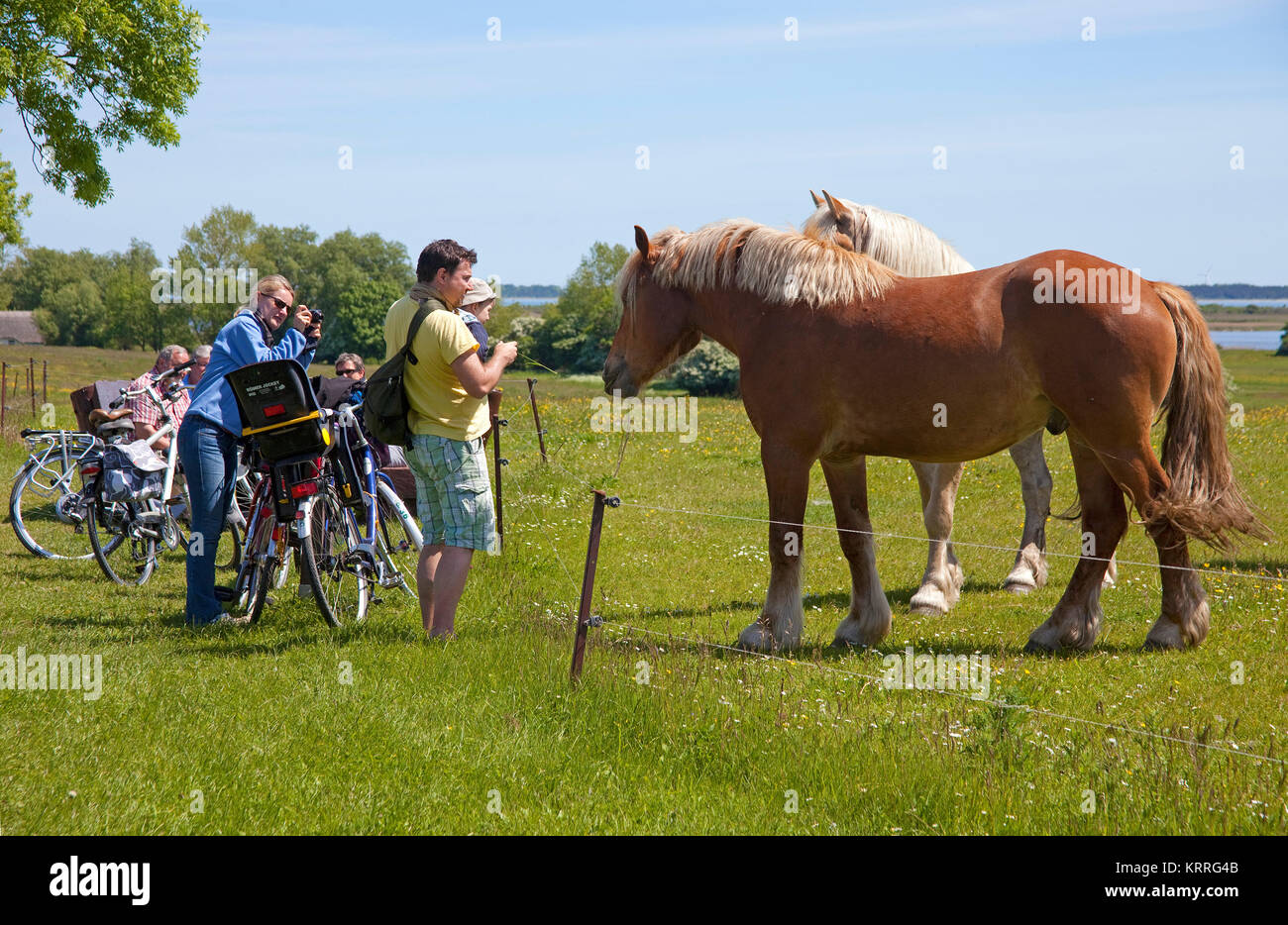 Tourists at horses on field, Hiddensee, National park 'Vorpommersche National park', Mecklenburg-Western Pomerania, Baltic Sea, Germany, Europe Stock Photo