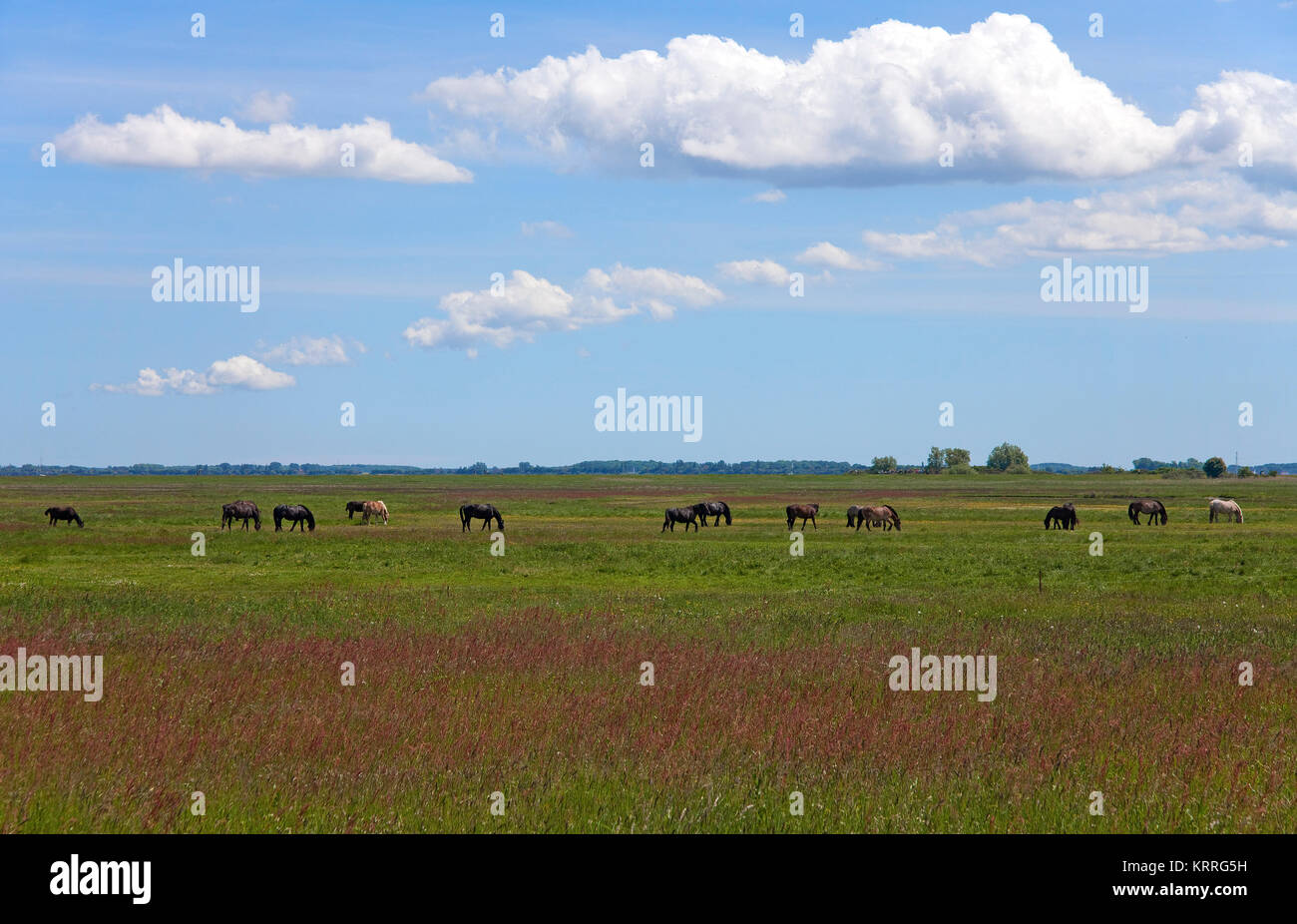 Horses on field, Hiddensee island, National park 'Vorpommersche National park', Mecklenburg-Western Pomerania, Baltic Sea, Germany, Europe Stock Photo
