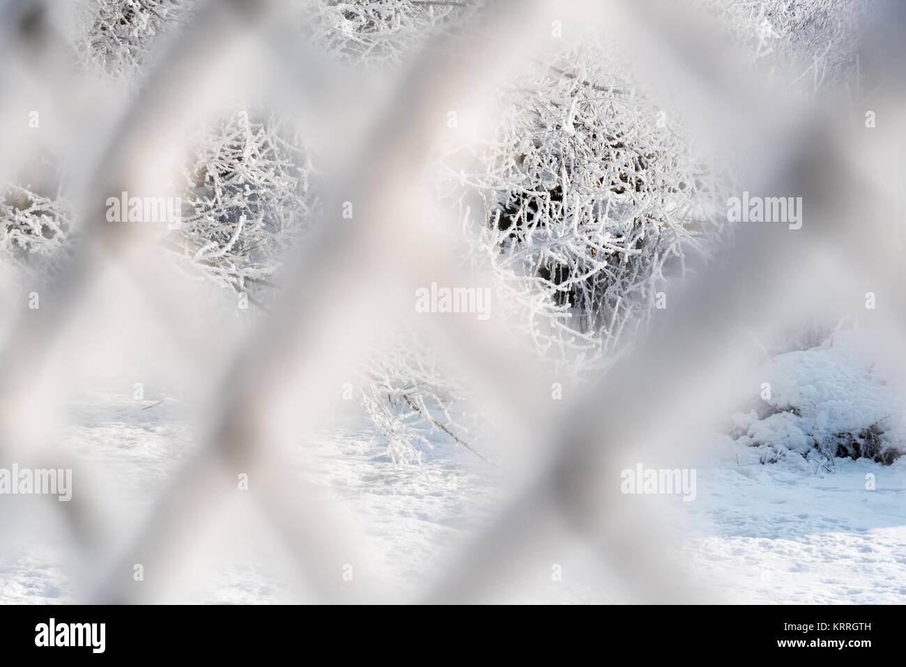 Tree branches covered with snow. View through rusty wire mesh fence covered with hoarfrost. Shallow DOF. Selective focus. Stock Photo