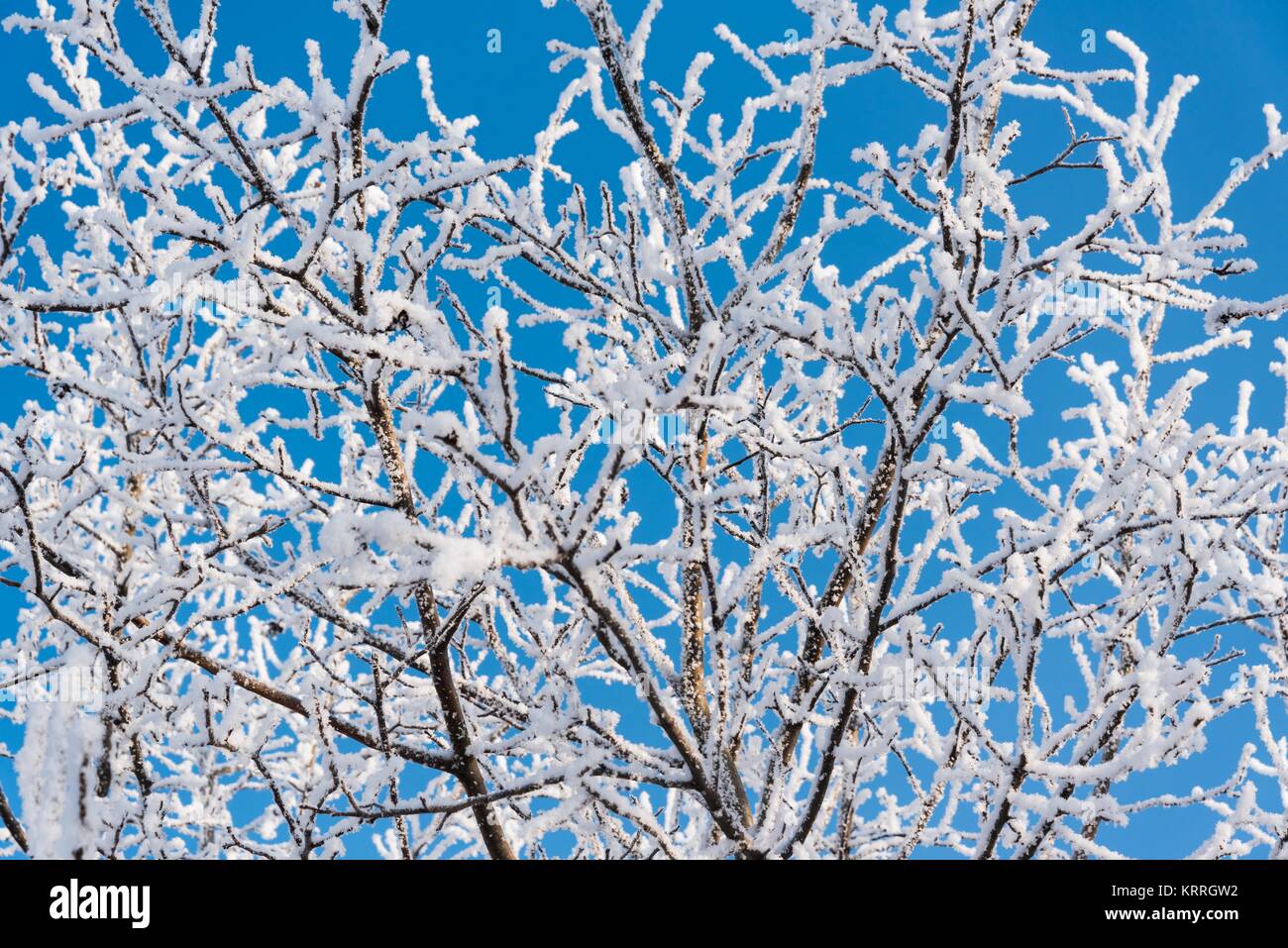 Tree branches covered with snow against a blue sky in winter Stock Photo