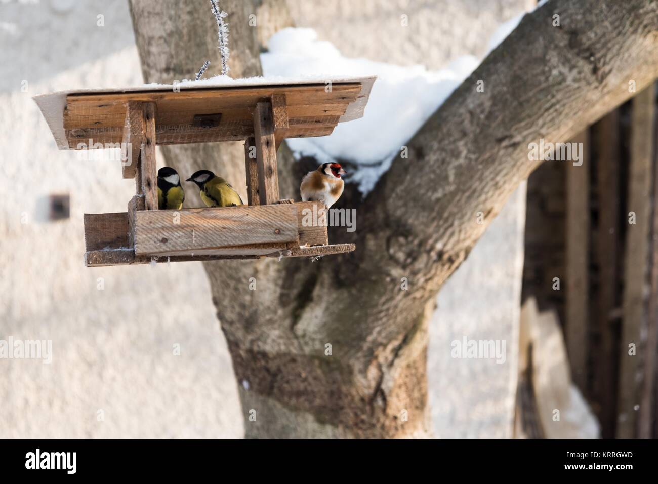 Yellow titmouse birds and goldfinch eating seed from wooden bird feeder in winter Stock Photo