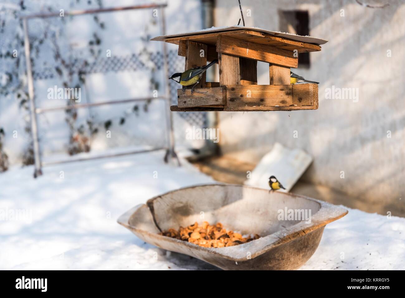 Yellow titmouse birds eating seed from wooden bird feeder in winter Stock Photo