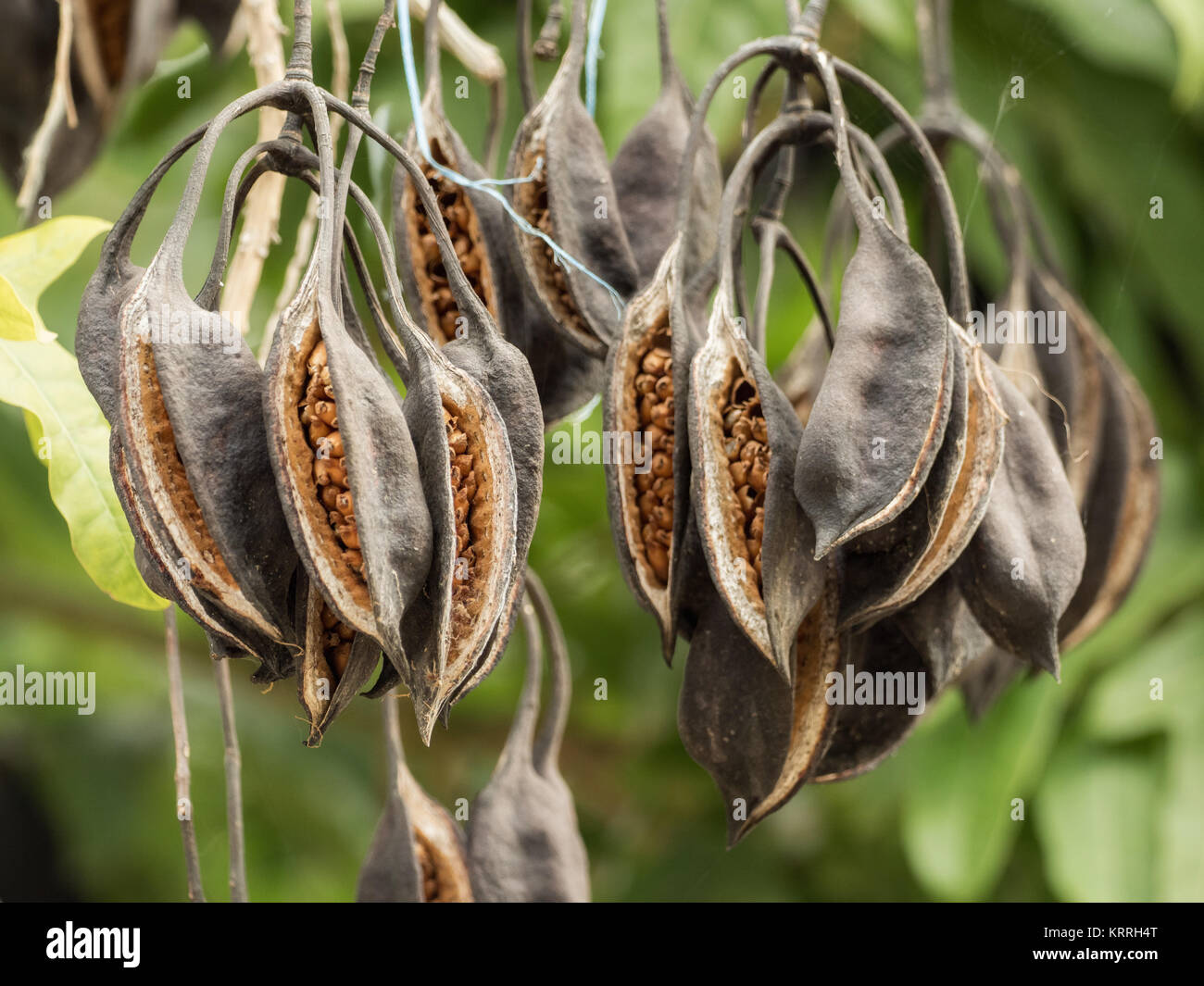 Brachychiton seed pods Stock Photo