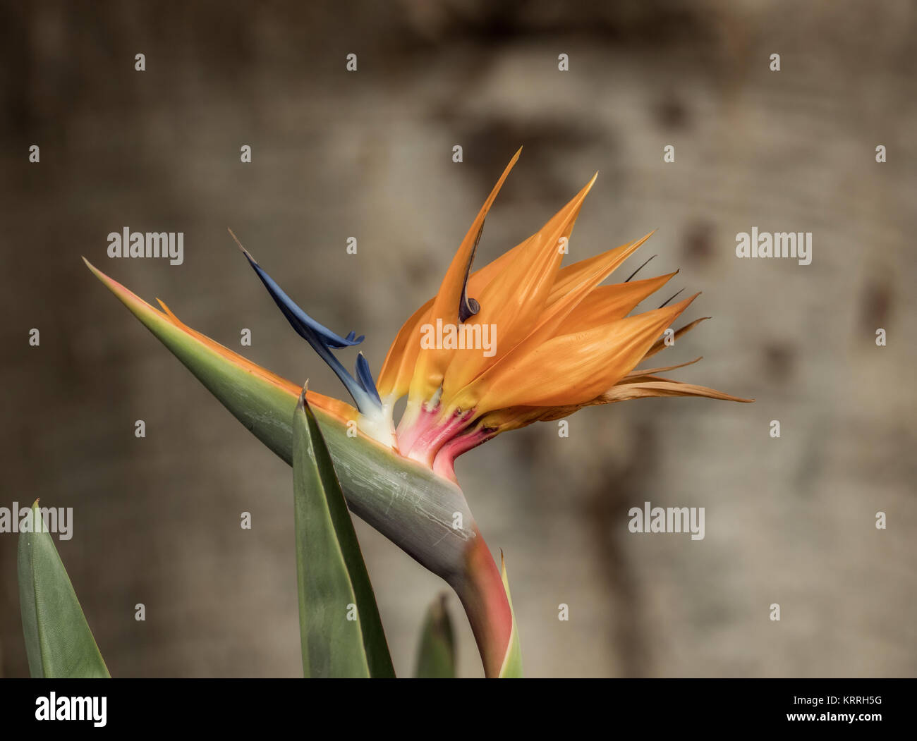 Exotic Bird Of Paradise Flower Stock Photo - Alamy