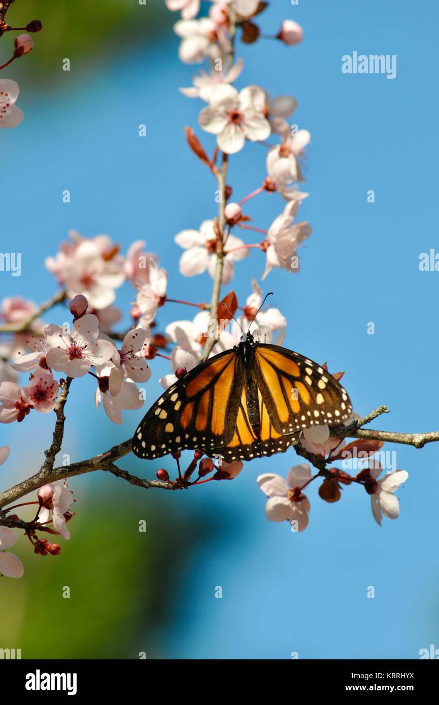 Monarch butterfly feeding on pink cherry blossoms, during monarch butterfly migration through the coastal areas of California. Stock Photo