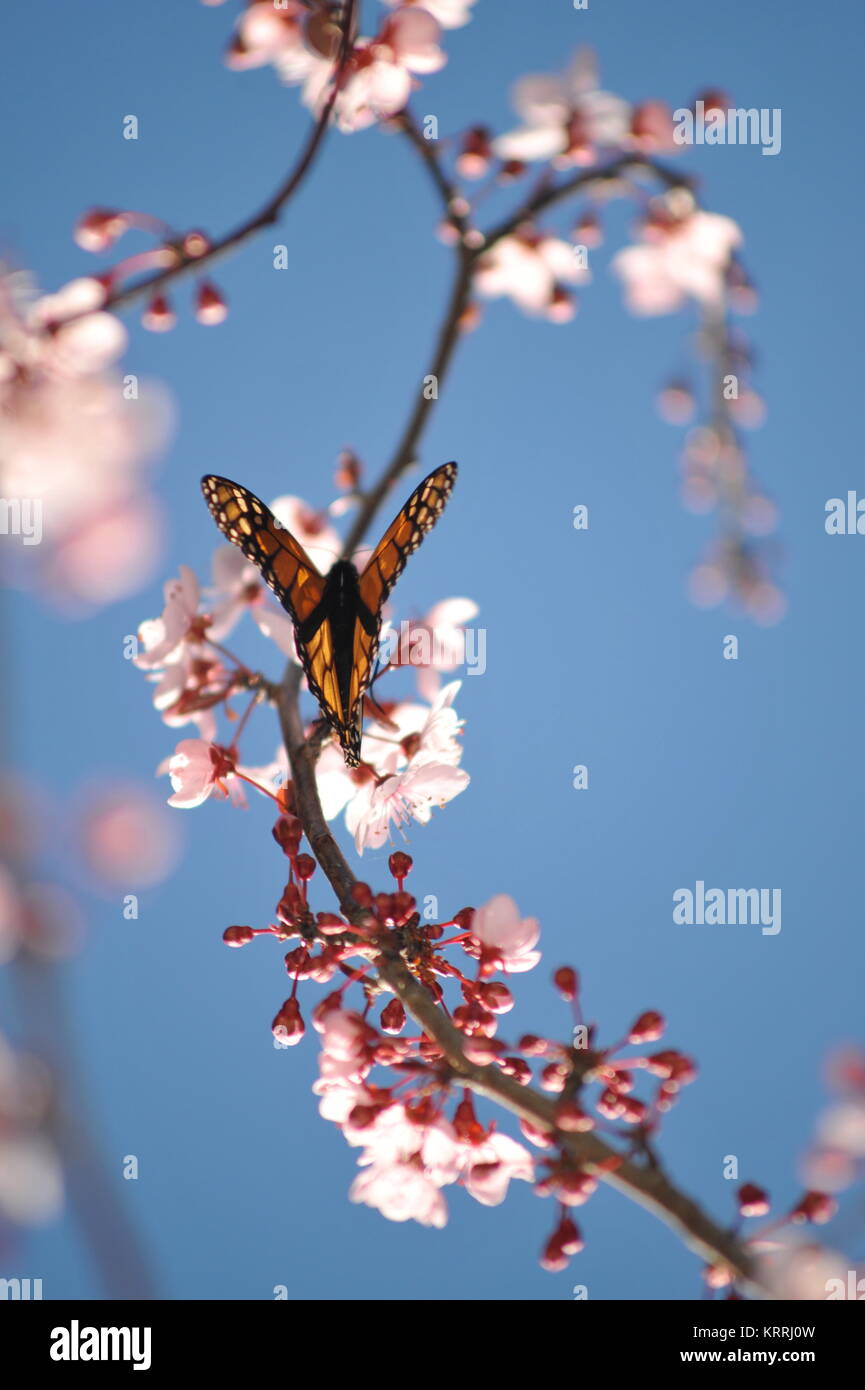 Monarch butterfly feeding on pink cherry blossoms, during monarch butterfly migration through the coastal areas of California. Stock Photo