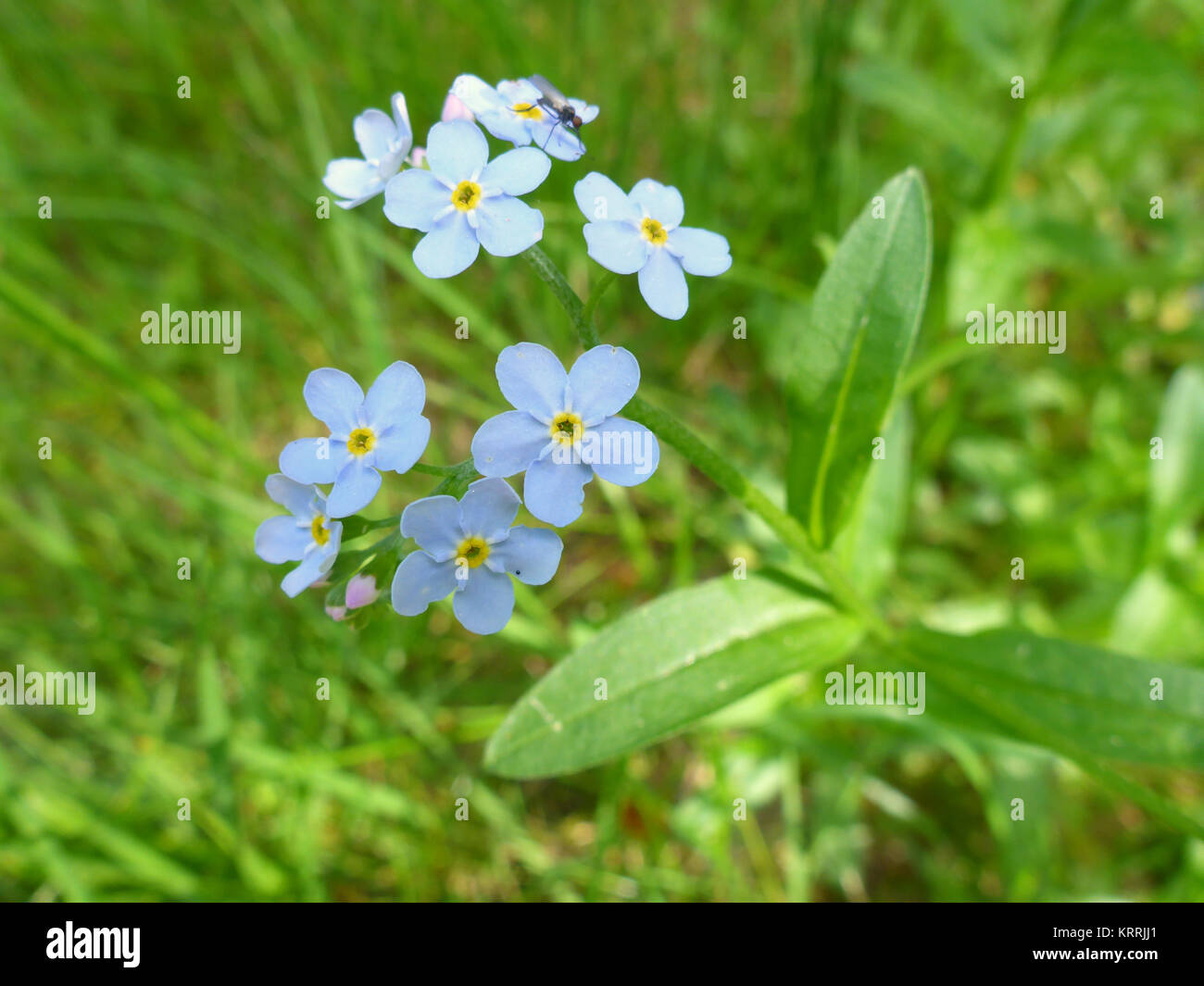me not, flowering plant Stock Photo Alamy