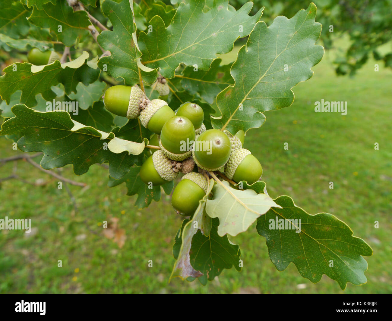 leaves and acorn from sessile oak Stock Photo