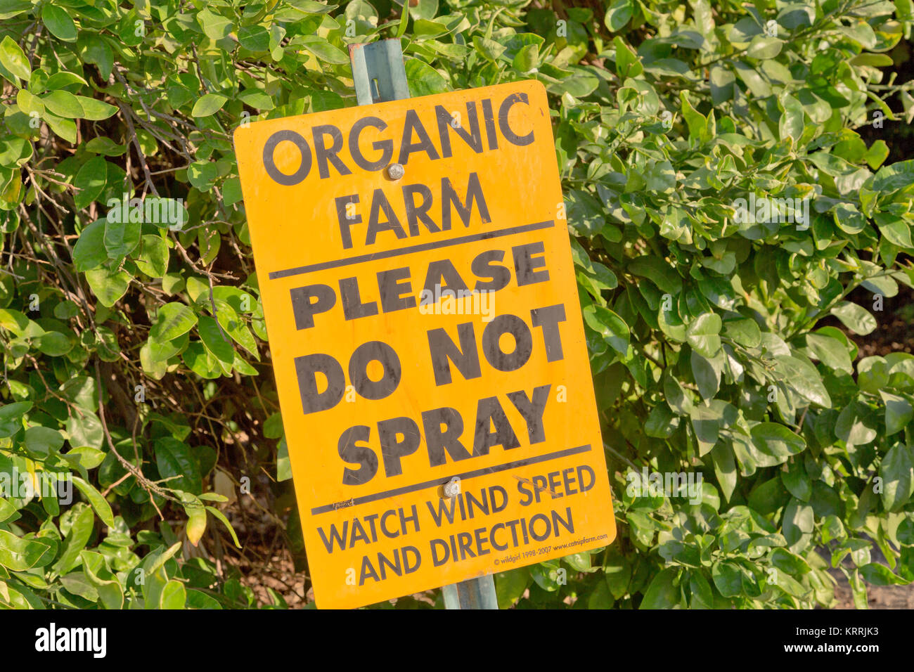 Sign 'Please Do Not Spray' Organic Farm, Citrus 'tangerine' orchard, California. Stock Photo