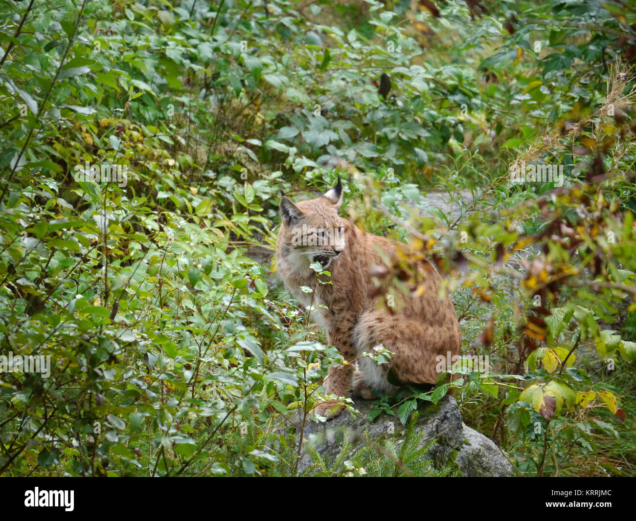 Eurasian lynx Stock Photo