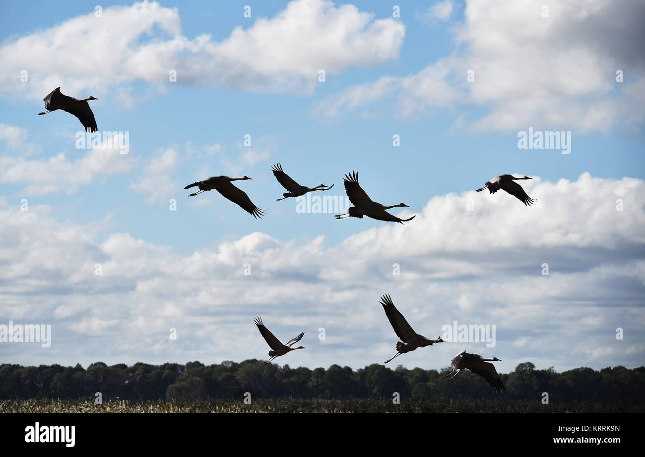 cranes fly Stock Photo