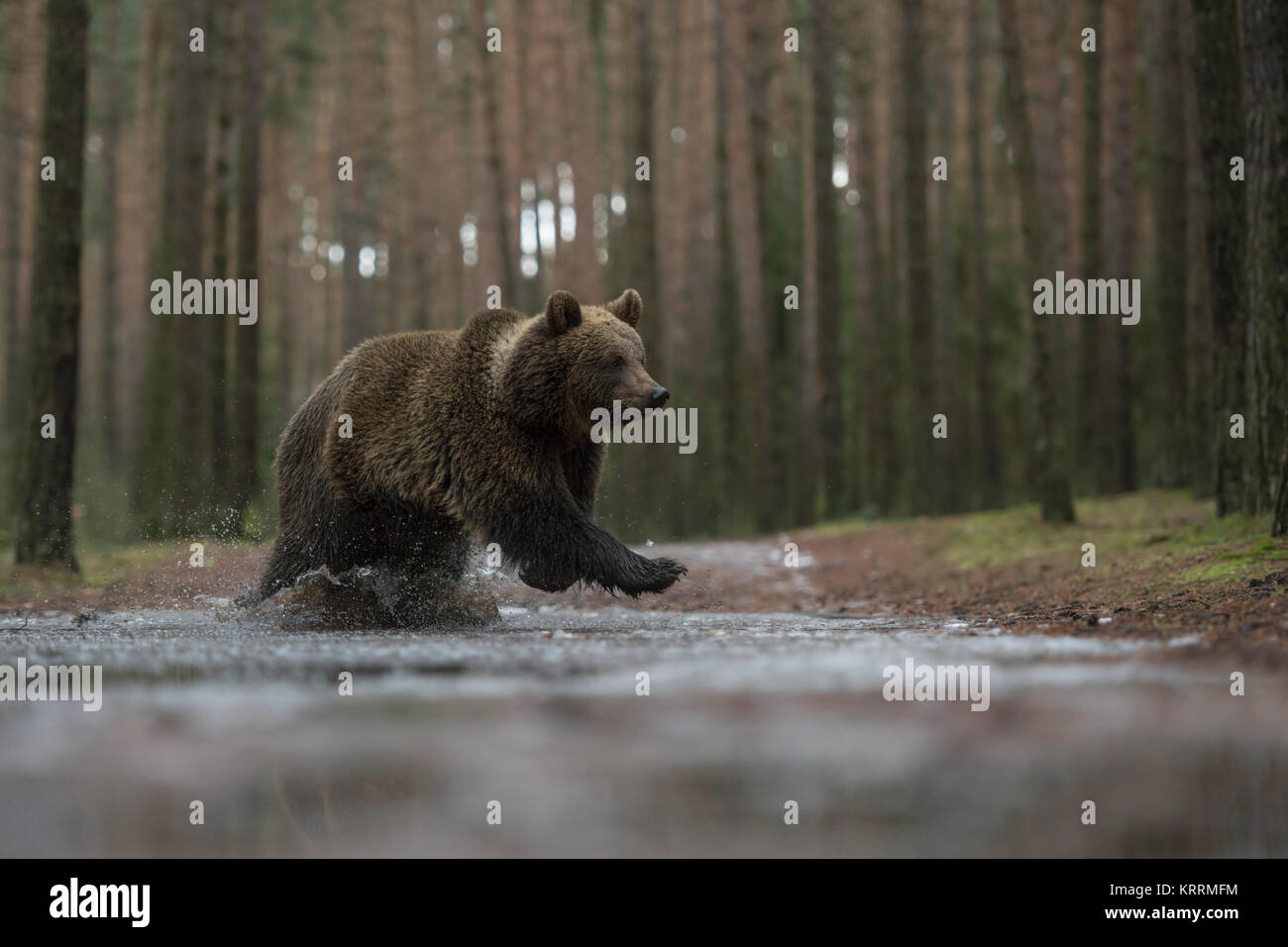 Brown Bear / Braunbaer ( Ursus arctos ), young cub, running fast, jumping through a frozen puddle, crossing a forest road, in winter, Europe. Stock Photo