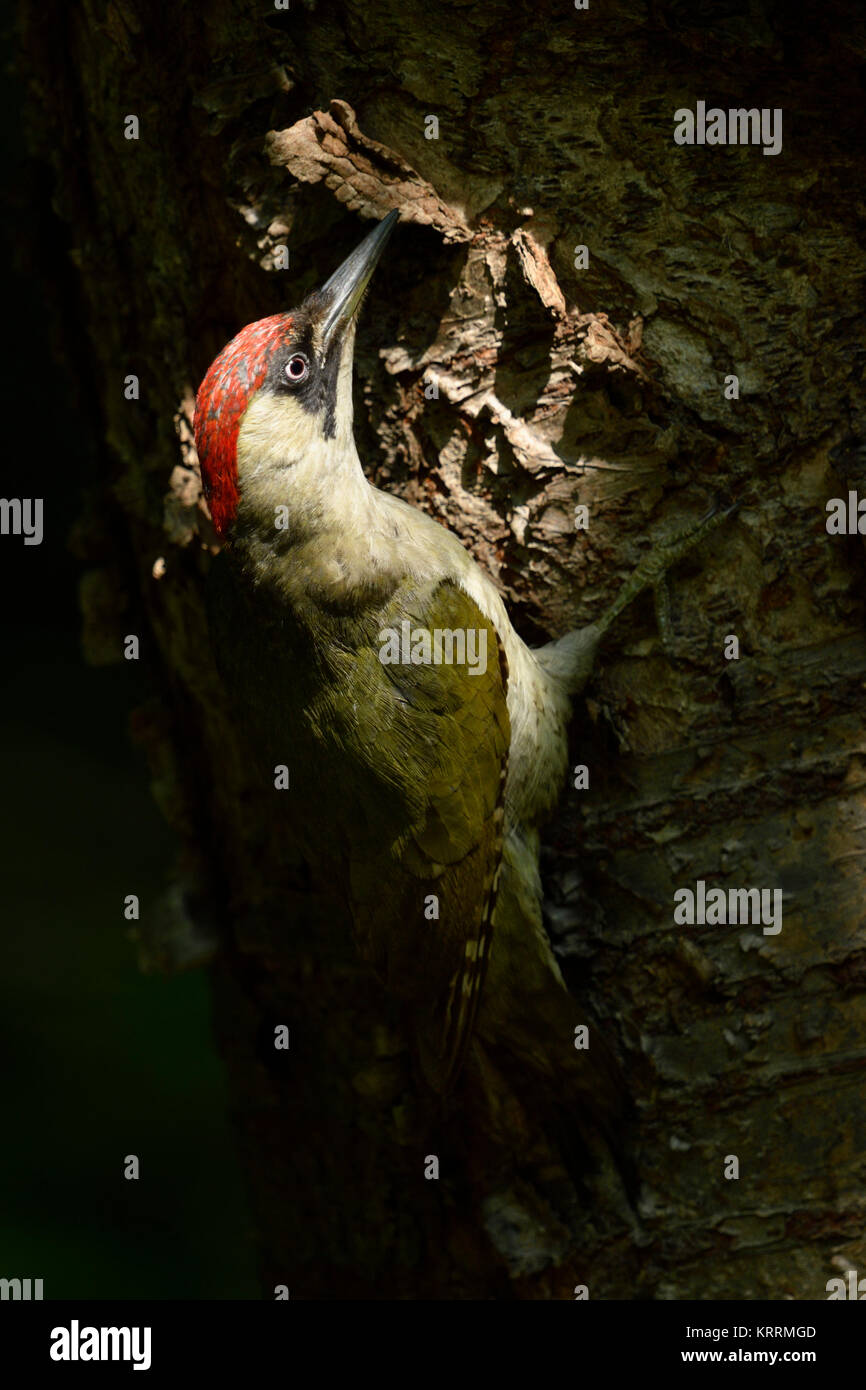 Green Woodpecker / Grünspecht ( Picus viridis ), climbing up a tree trunk, in dark woods, spotlight, secretive, Europe. Stock Photo