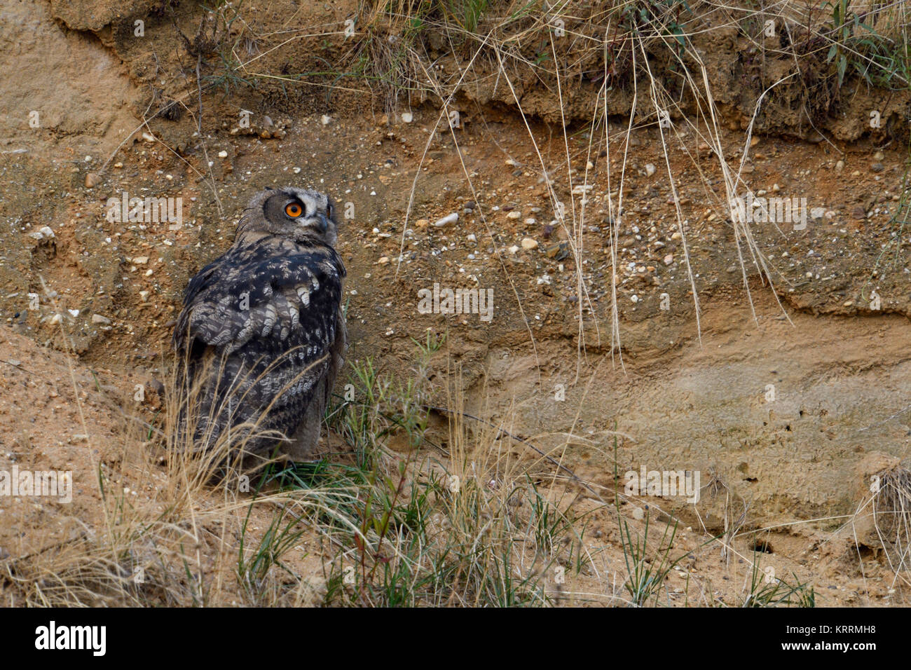 Eurasian Eagle Owl / Europaeischer Uhu ( Bubo bubo ), young bird, hiding on a cliff ledge in a sand pit, looks aside, backside view, wildlife, Europe. Stock Photo
