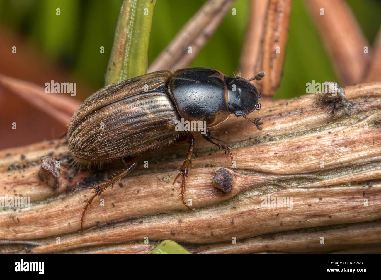 Dung Beetle (Aphodius sp.) Stock Photo