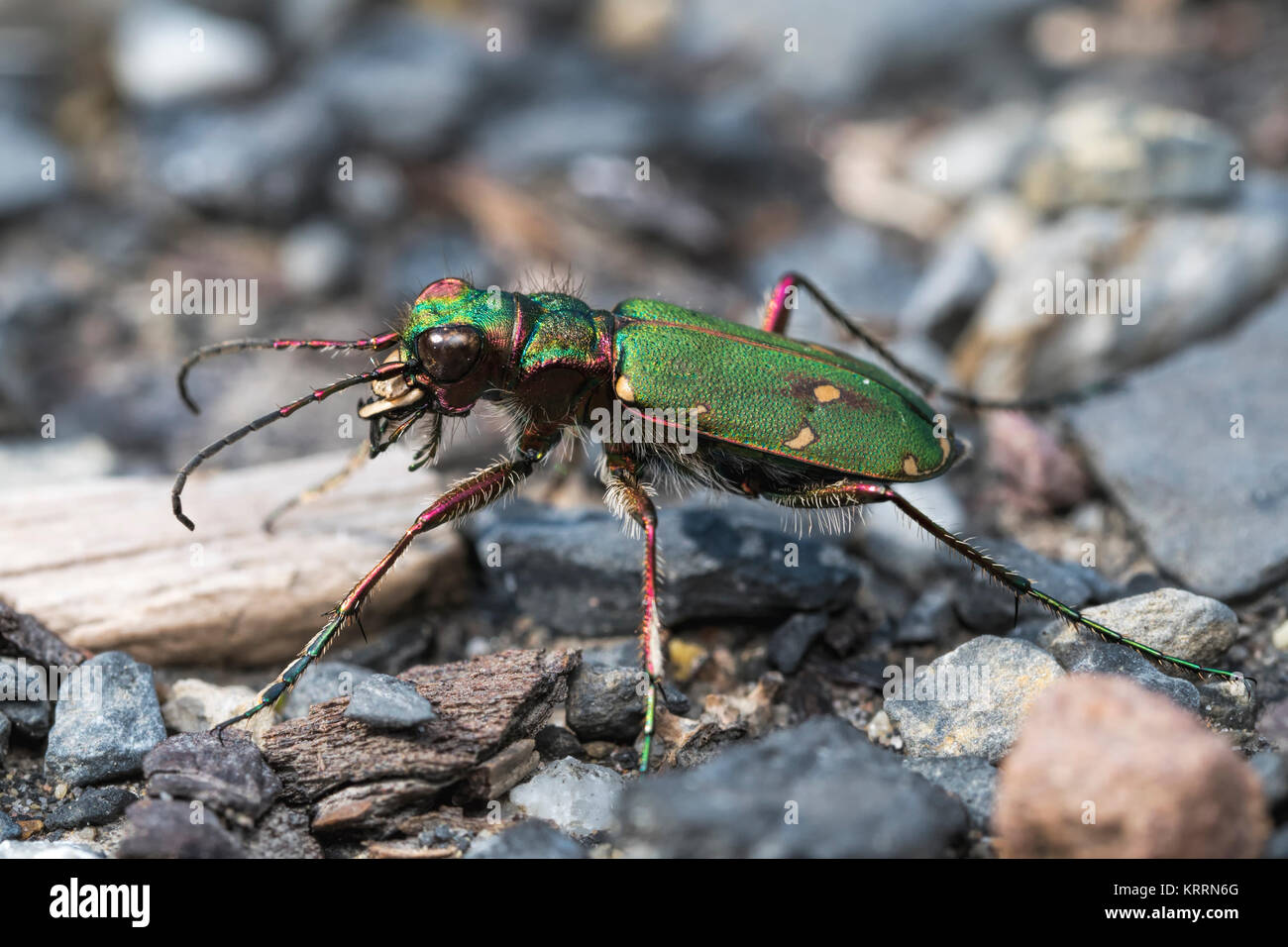 Green Tiger Beetle (Cicindela campestris) resting on a gravel path in woodland. Tipperary, Ireland. Stock Photo