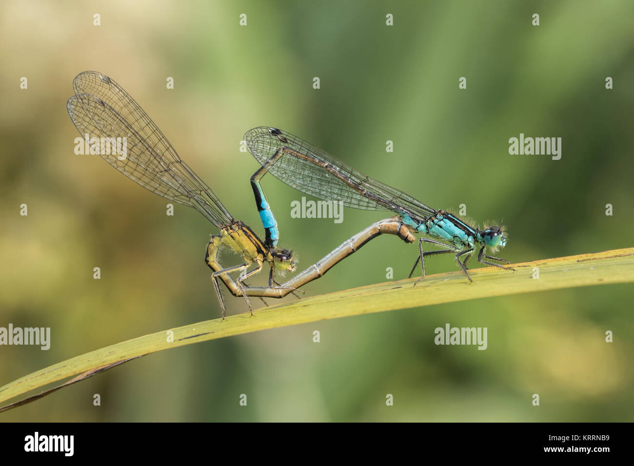 Mating Blue tailed Damselflies (Ischnura elegans) on a blade of grass ...