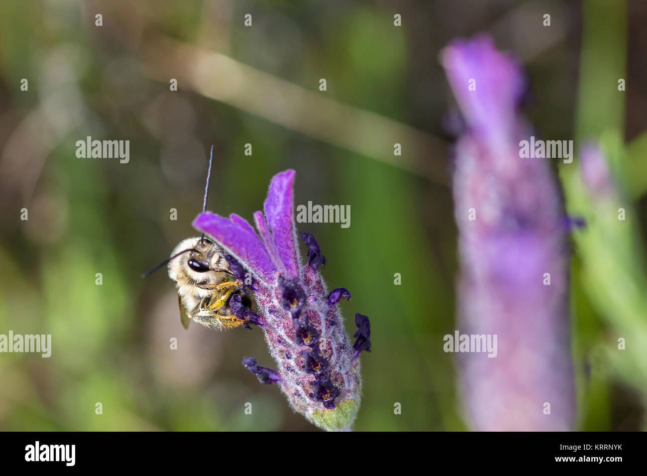 Eucera longicornis. Bee in their natural environment. Stock Photo