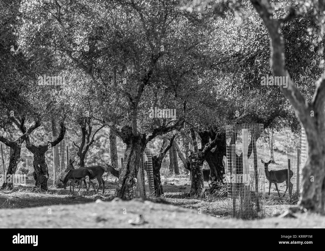 Wildlife in the olive grove. Stock Photo