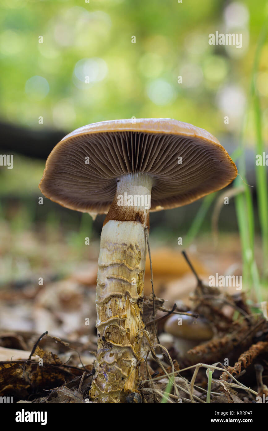 Mushroom growing on the floor of a forest of chestnut trees. Stock Photo