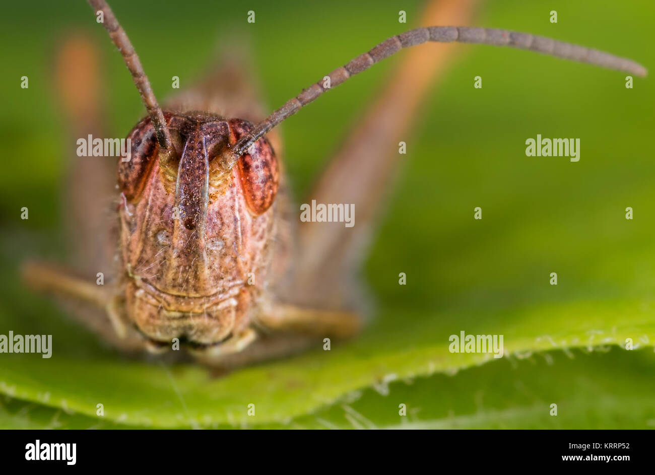 Closeup of the head of a grasshopper. Stock Photo