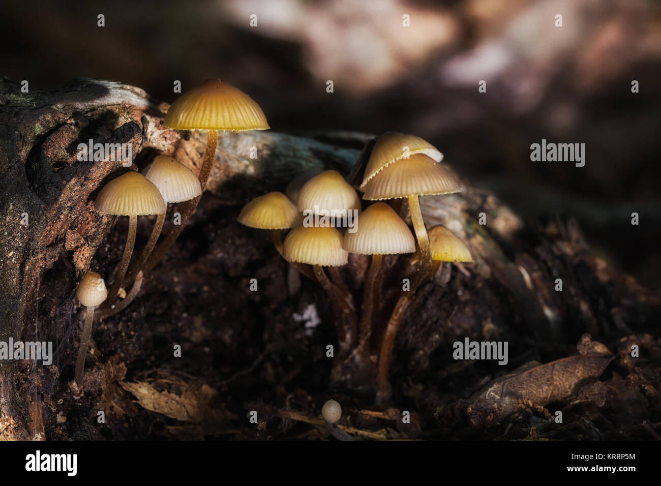 Mushrooms photographed in their natural environment Stock Photo Alamy