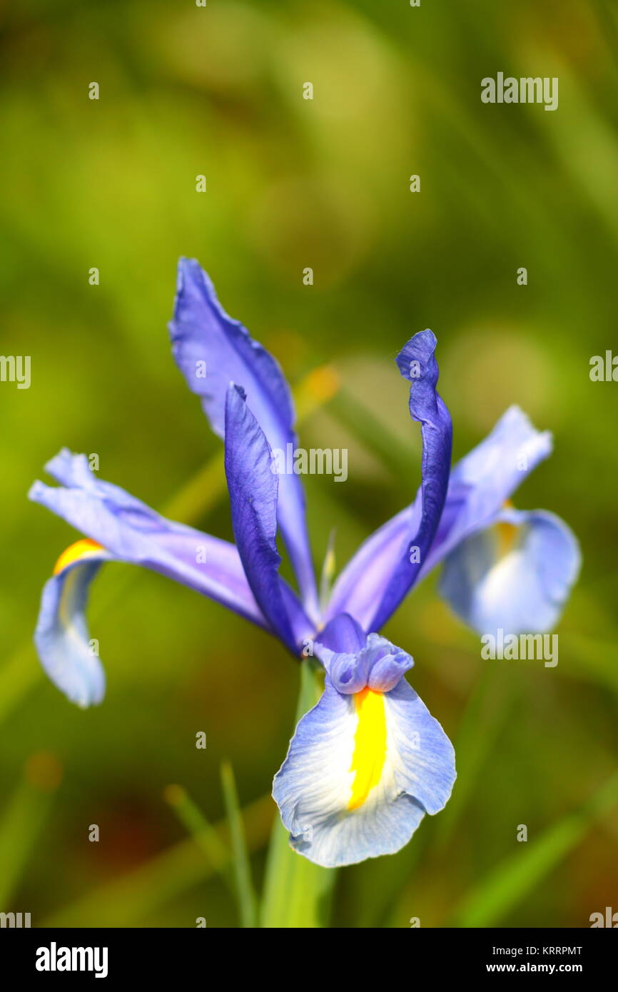 Iris, Scottish garden Stock Photo