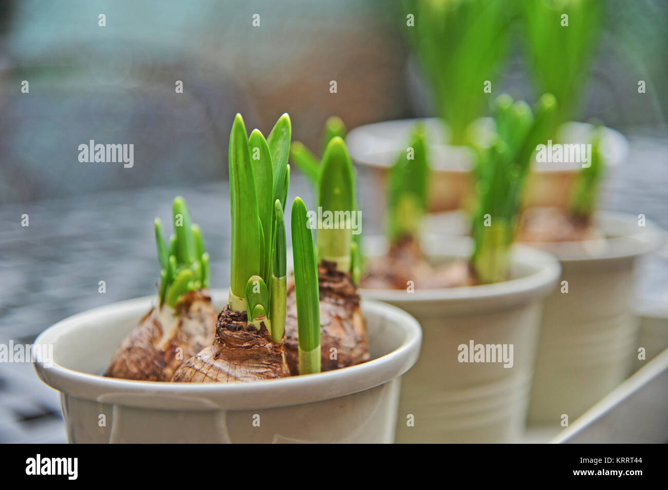 Spring bulbs growing in a pot Stock Photo