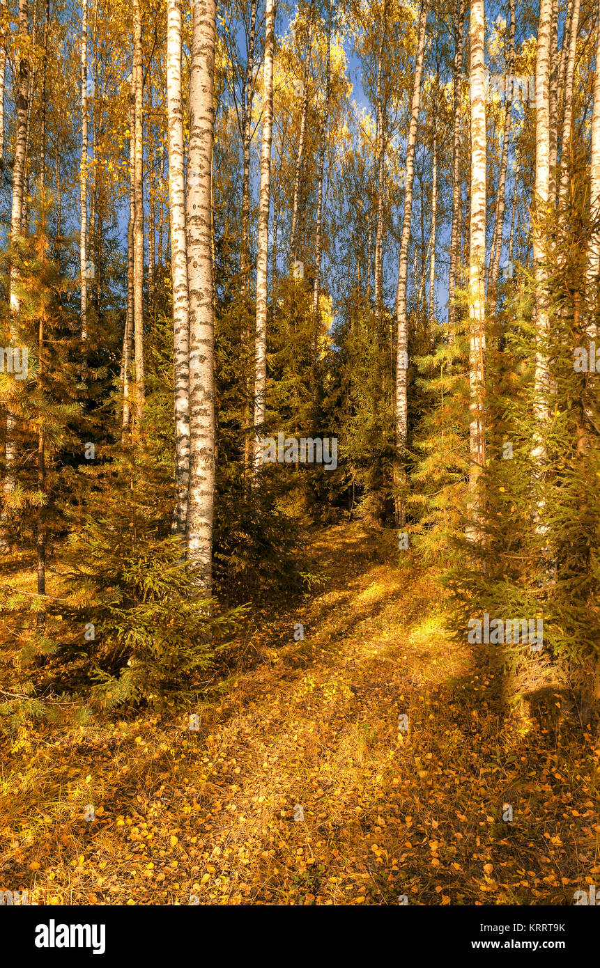 In the autumn forest Stock Photo - Alamy