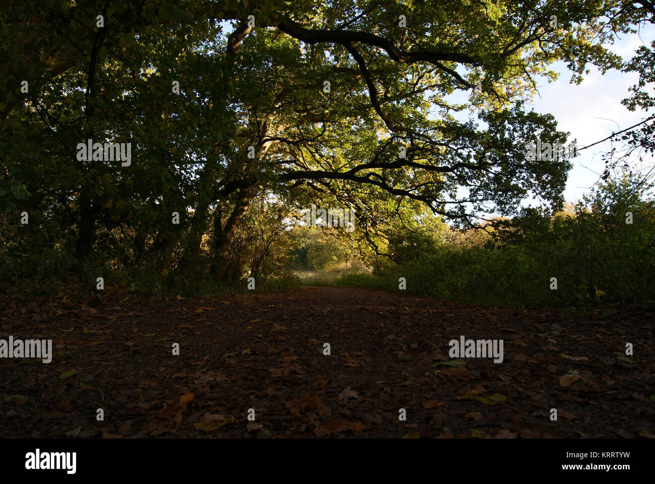 Autumn at Great Cornard Country Park, Sudbury, Suffolk Stock Photo Alamy