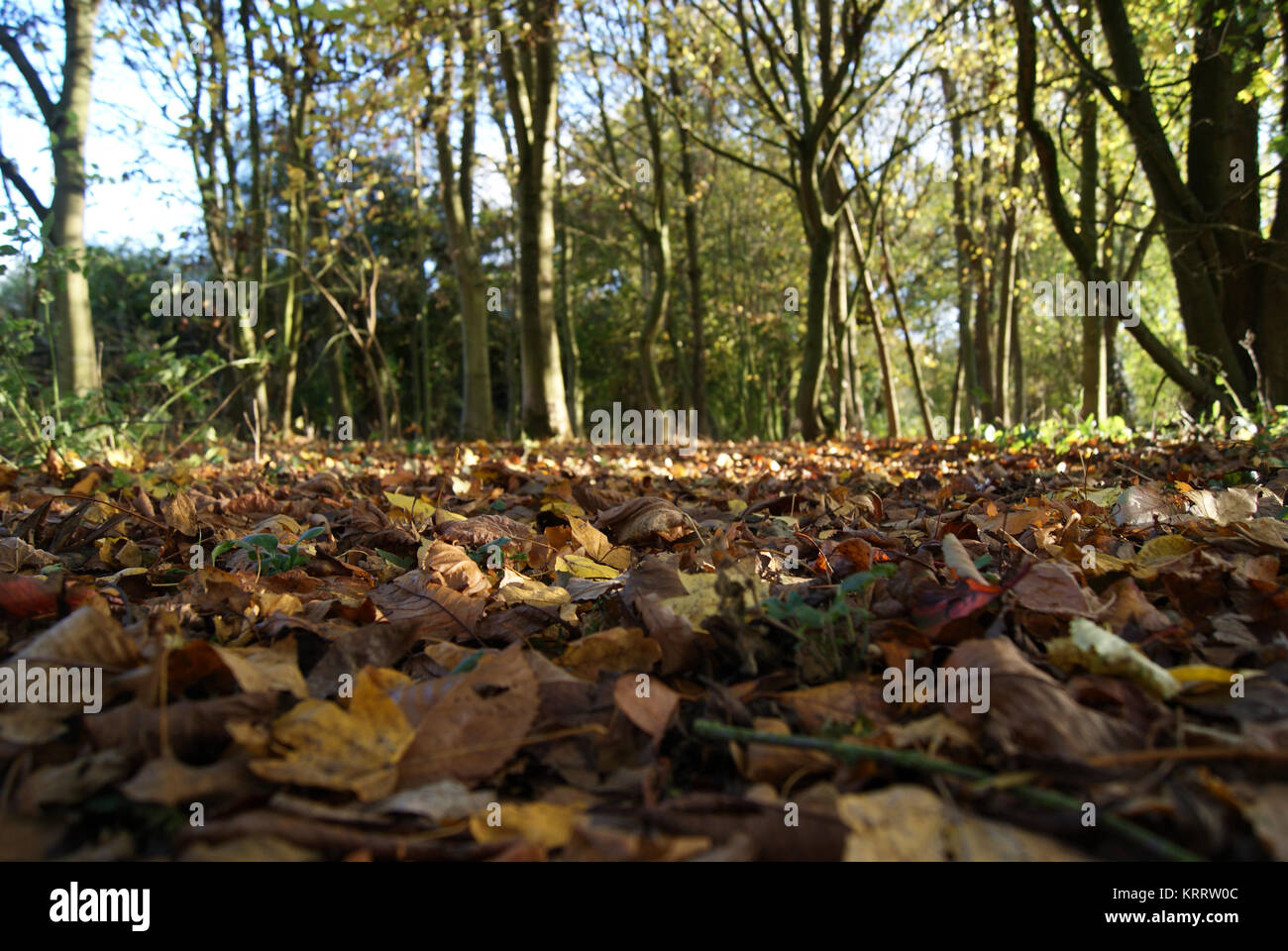 Autumn at Great Cornard Country Park, Sudbury, Suffolk Stock Photo Alamy