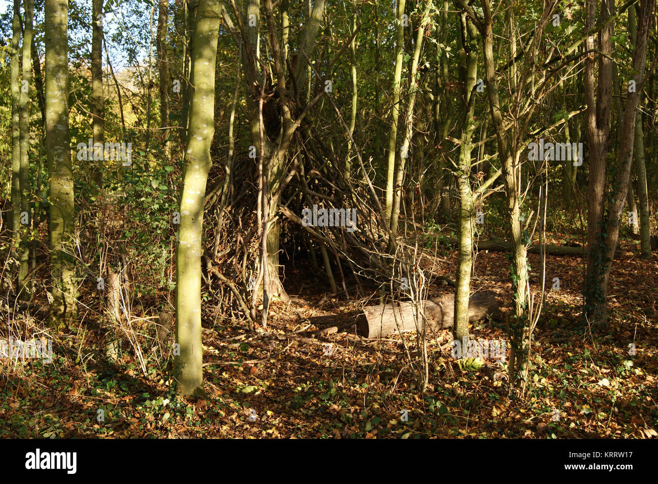Autumn at Great Cornard Country Park, Sudbury, Suffolk Stock Photo Alamy